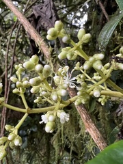 Miconia cremophylla