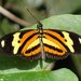 Mariposa Tigre de Alas Largas - Photo (c) pantanal-sul, algunos derechos reservados (CC BY-NC)