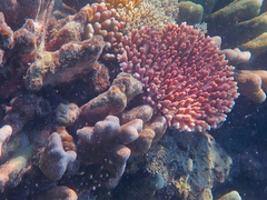 Acropora millepora