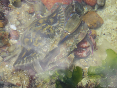 Callinectes marginatus