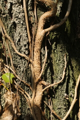 Hedera