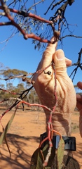 Eucalyptus socialis socialis