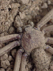 Sicarius thomisoides