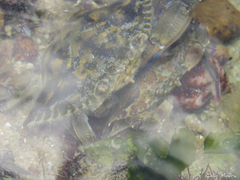 Callinectes marginatus