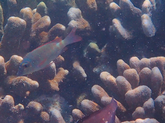 Lethrinus erythropterus