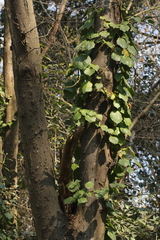 Hedera