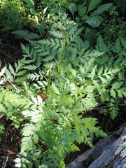 Ligusticum canbyi
