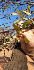 Eucalyptus socialis socialis