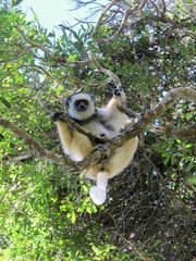 Propithecus diadema