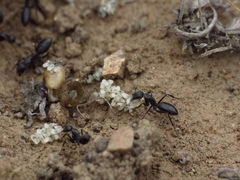 Camponotus morosus