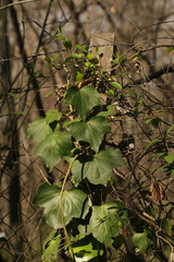 Hedera
