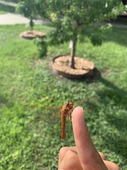 Libellula croceipennis