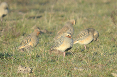 Oreopholus ruficollis