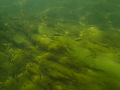Ptychocheilus grandis