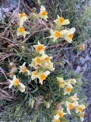 Linaria buriatica