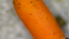 Ophiocordyceps nutans