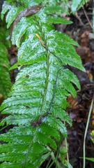 Ophiocordyceps nutans