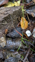 Ophiocordyceps nutans