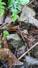 Ophiocordyceps nutans