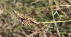 Carex extensa