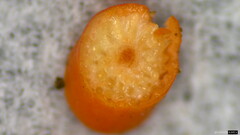 Ophiocordyceps nutans