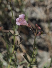 Agalinis maritima