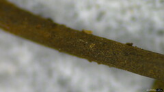 Ophiocordyceps nutans
