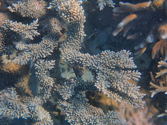 Acropora sarmentosa