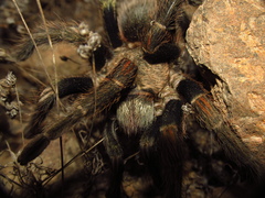 Euathlus truculentus