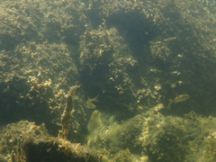 Ptychocheilus grandis