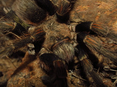 Euathlus truculentus