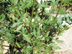 Ligusticum canbyi