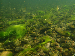 Ptychocheilus grandis