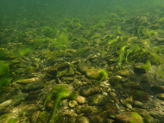 Ptychocheilus grandis