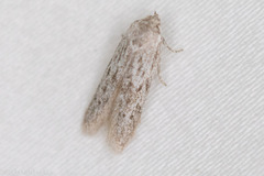 Hypatopa punctiferella