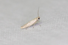 Haplochrois bipunctella