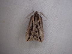 Amelora belemnophora