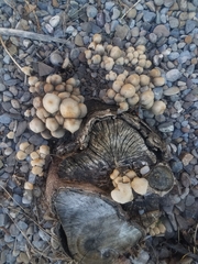 Coprinellus micaceus