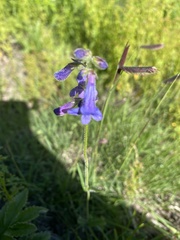 Penstemon oliganthus