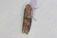 Sciota rubrisparsella