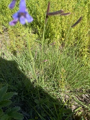 Penstemon oliganthus