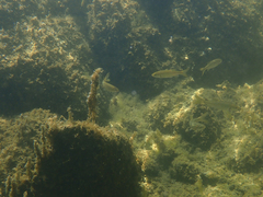 Ptychocheilus grandis