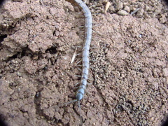 Akymnopellis