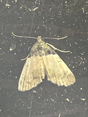 Stericta flavopuncta