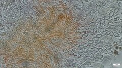 Scutellinia