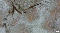 Scutellinia