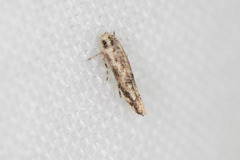 Melanocinclis lineigera