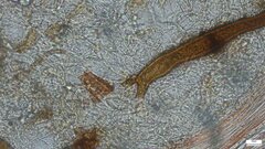 Scutellinia