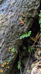 Scutellinia