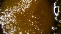 Scutellinia